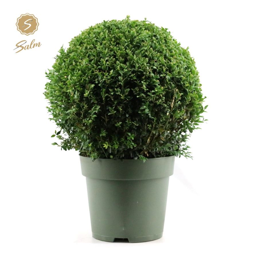 Buxus semp. bol Ø 40 53cm 27cm Pot