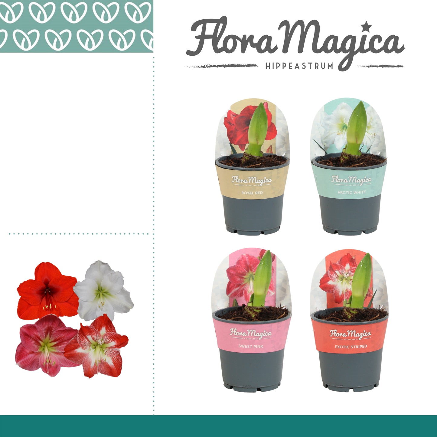 Vreugdenhil Bulbs & Plants Hippeastrum mix double potcover Pack of 10