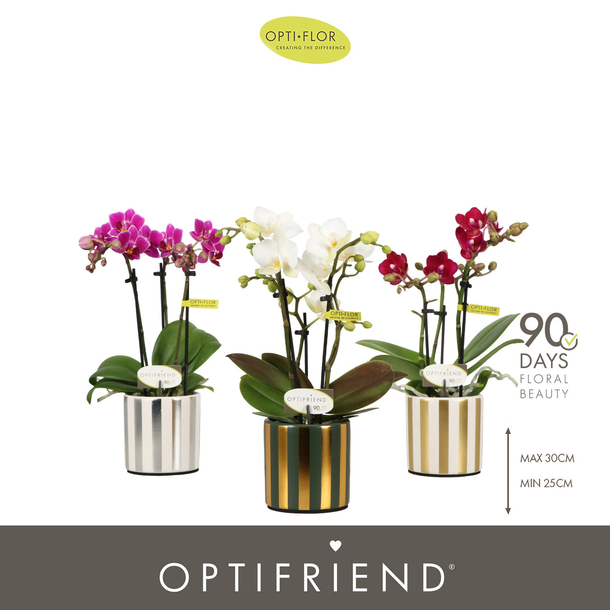 Phalaenopsis mix 25cm 7cm Pot