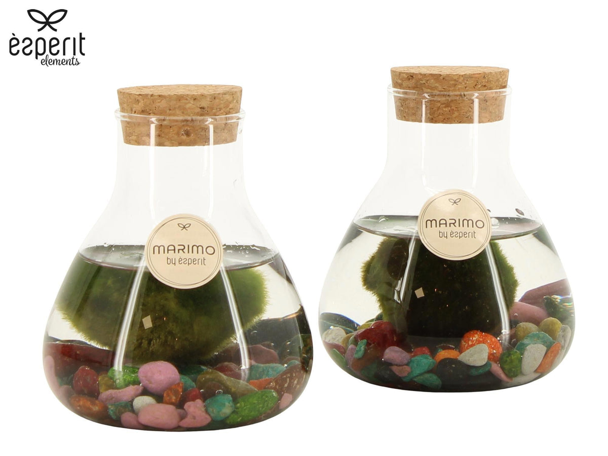 arr. Water plant Terrace pond wood 14cm 10cm Pot
