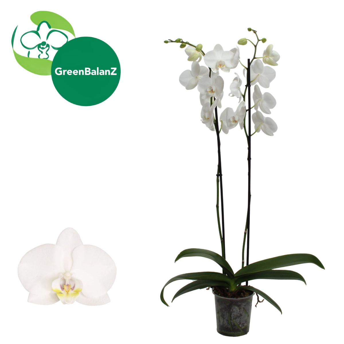 Phalaenopsis white 75cm 12cm Pot