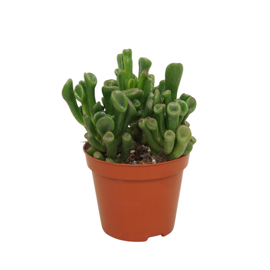 Crassula Trompet 10cm 8.5cm Pot