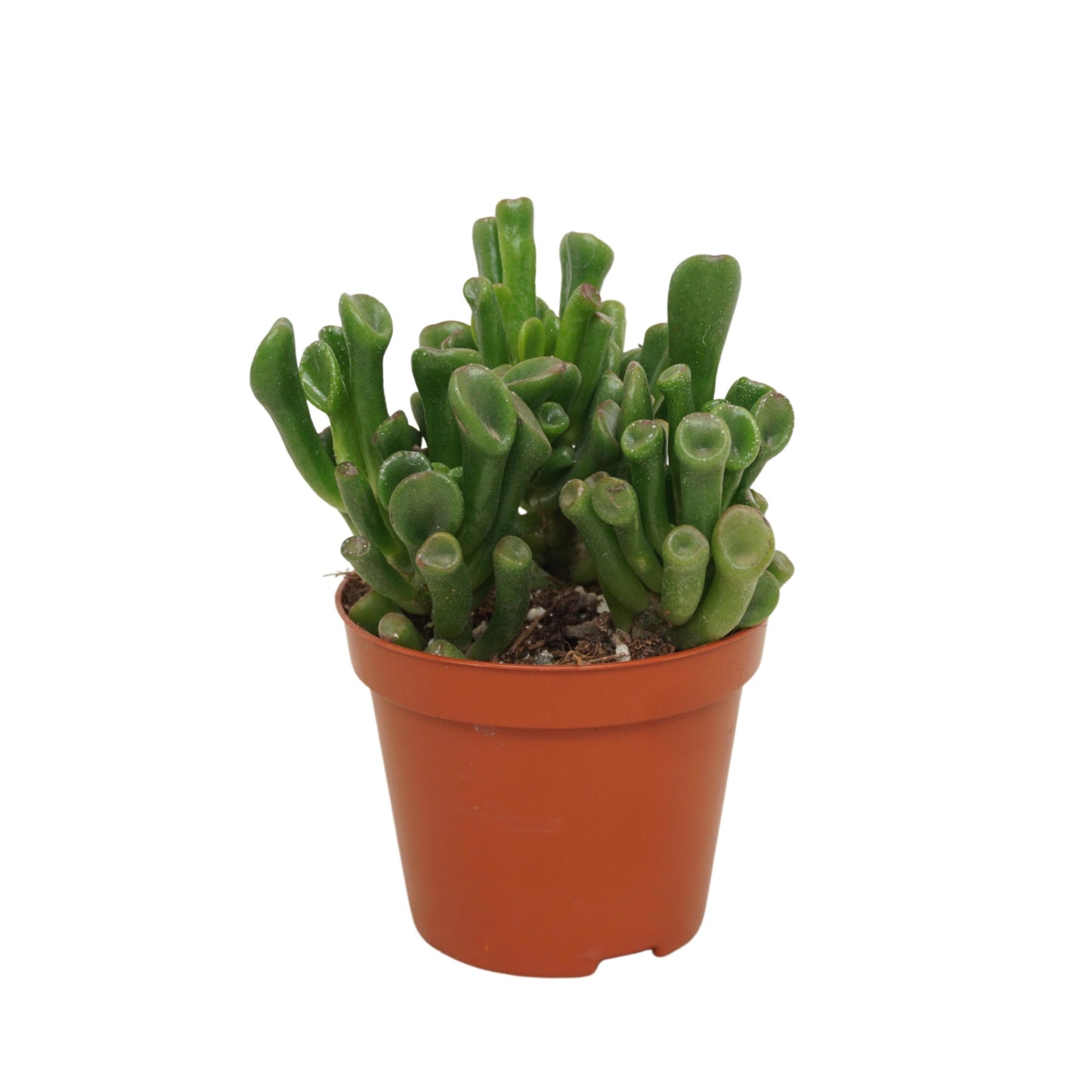 Crassula Trompet 10cm 8.5cm Pot