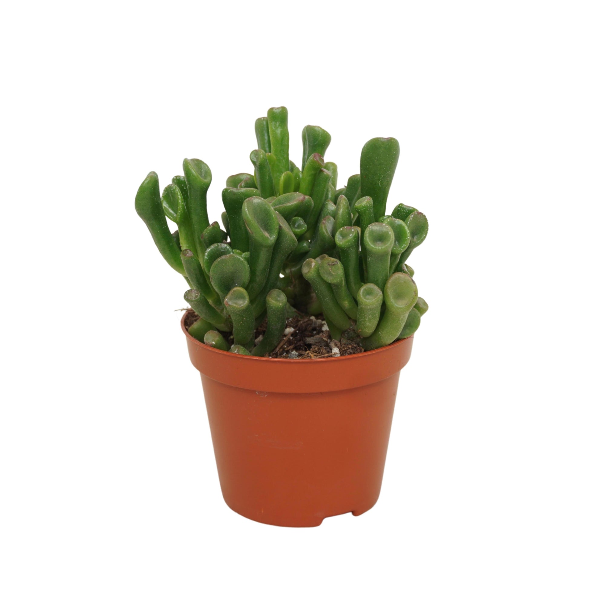 Crassula Trompet 10cm 8.5cm Pot