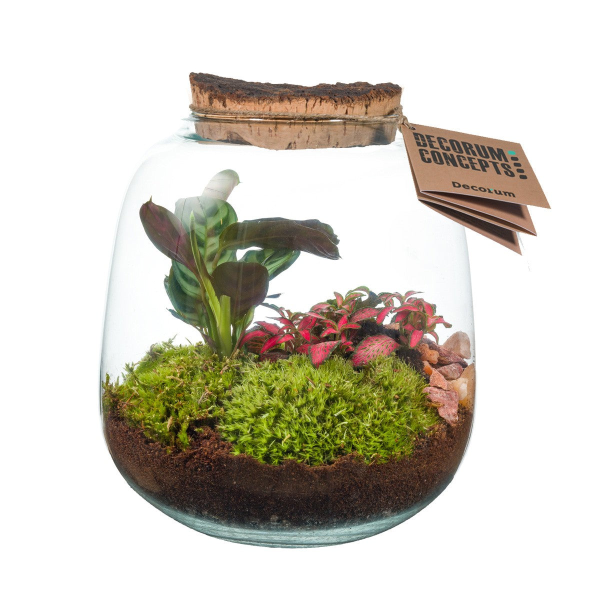 Wardians Wardians Terrarium - Hyperion Pack of 3