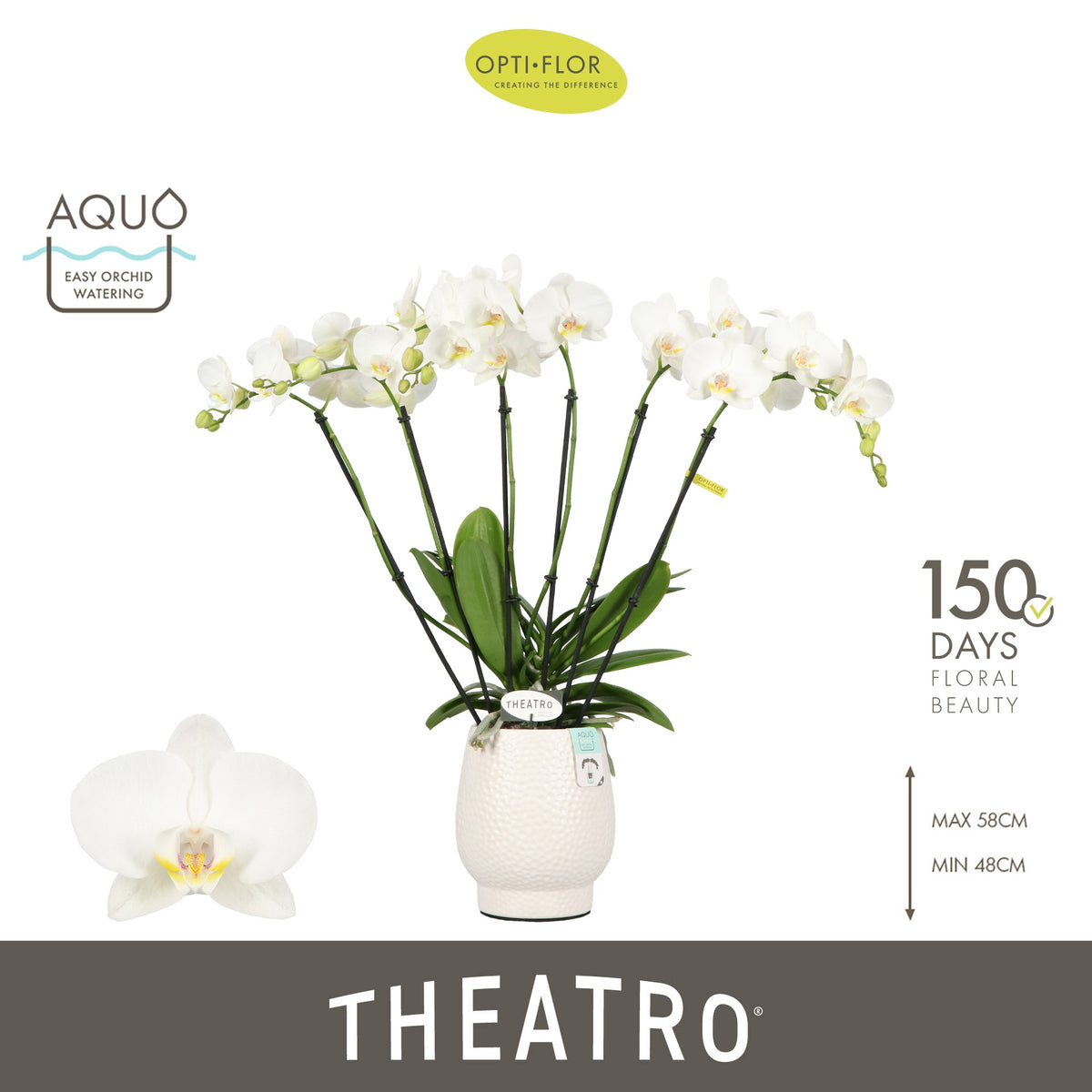 Phalaenopsis white 60cm 12cm Pot