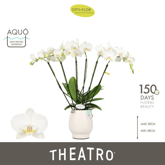 Phalaenopsis white 60cm 12cm Pot