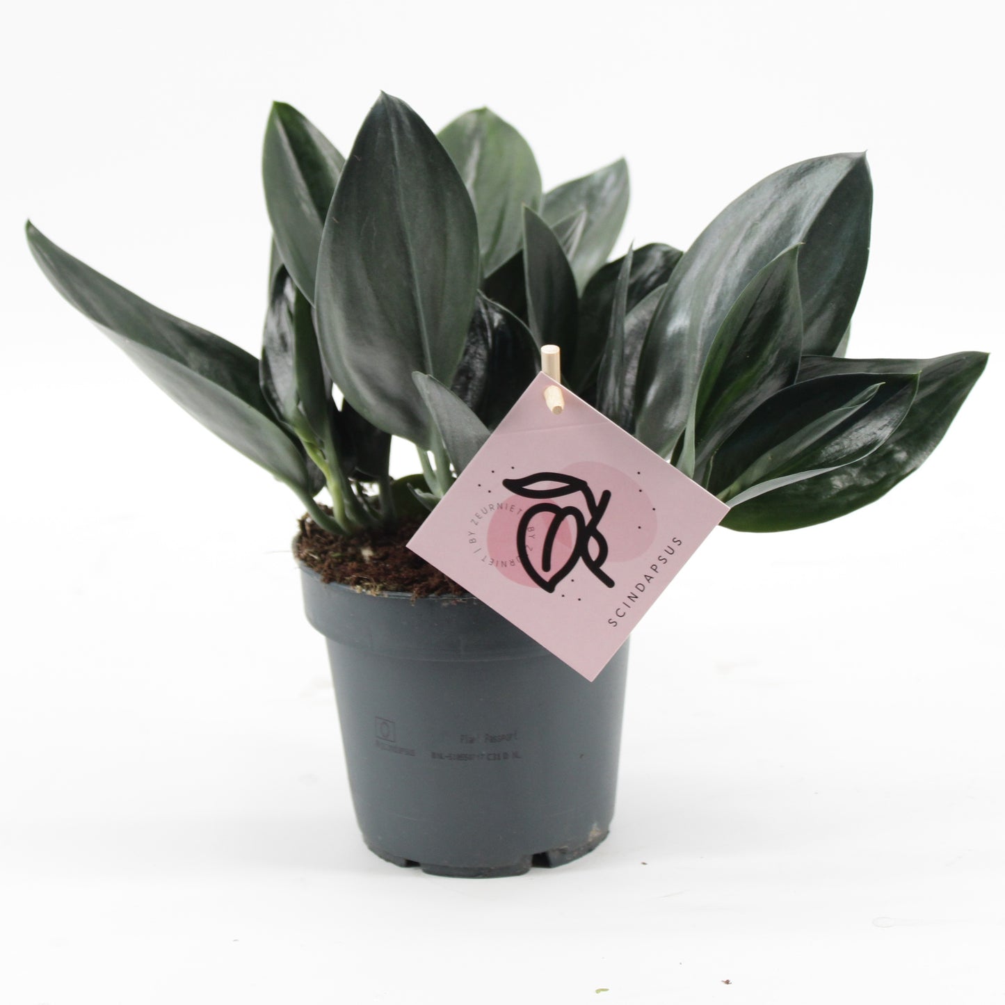 Zeur Niet, kwekerij Scindapsus tre. Dark Form Pack of 10