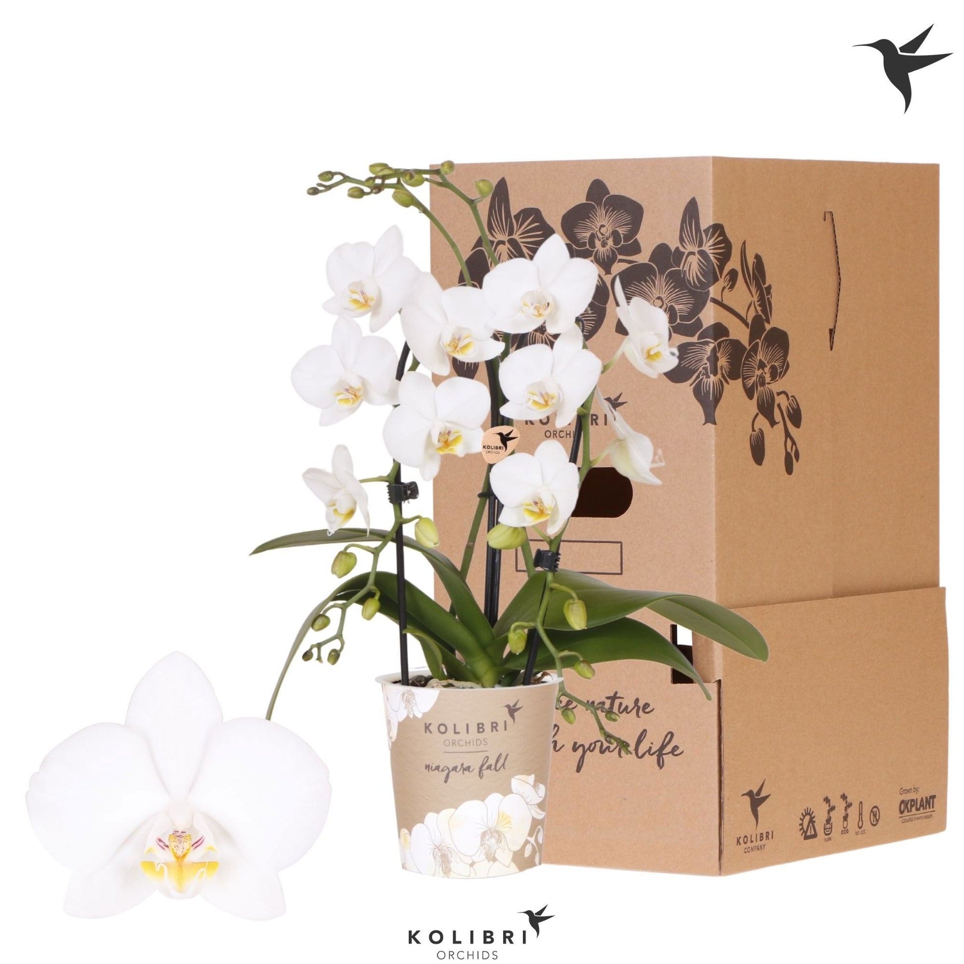 OK Plant Phalaenopsis Niagara Fall Pack of 8