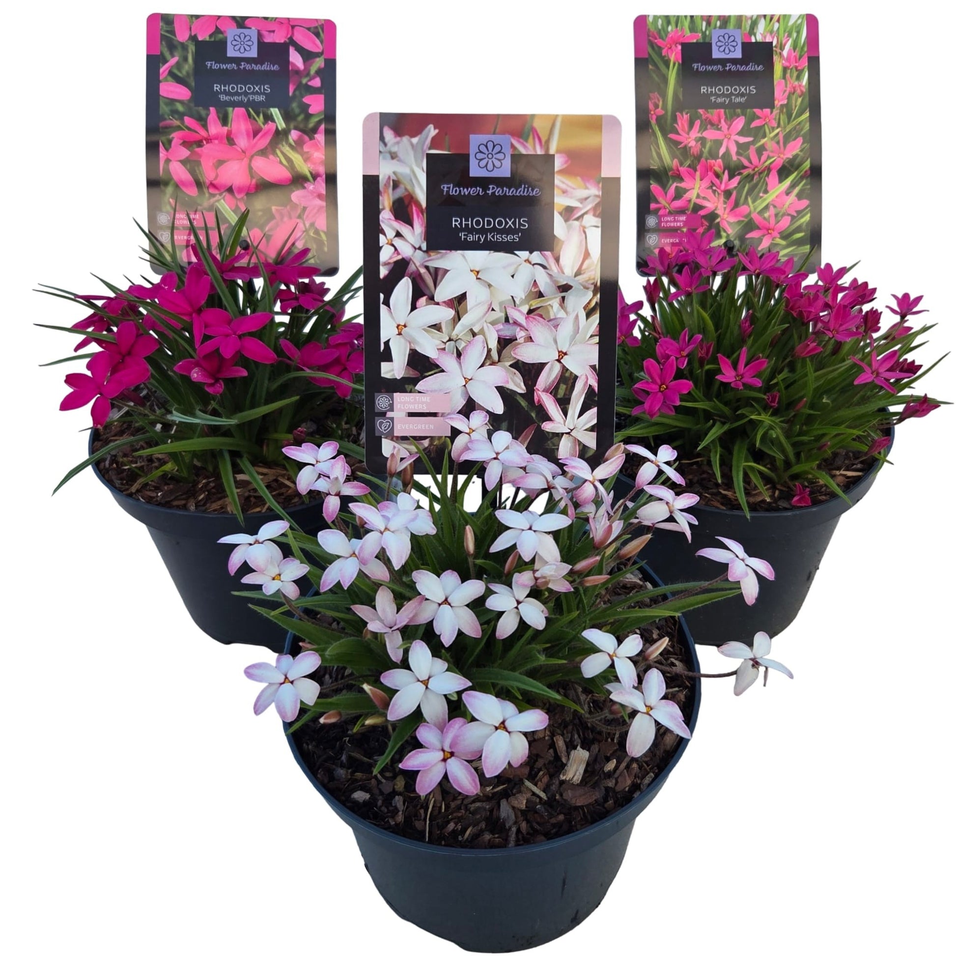 Rhodohypoxis mix 25cm 17cm Pot