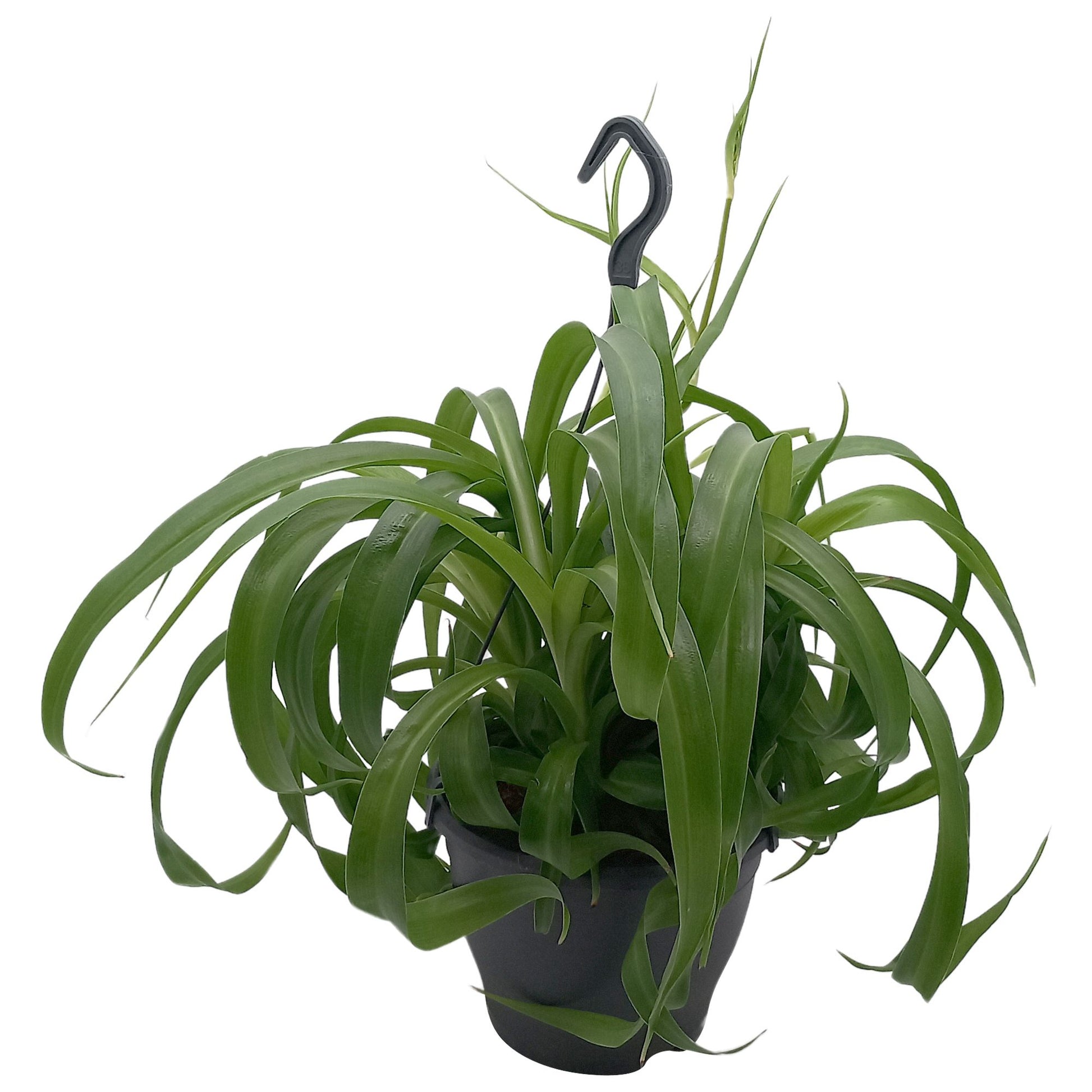 Chlorophytum Green Bonnie 45cm 19cm Pot