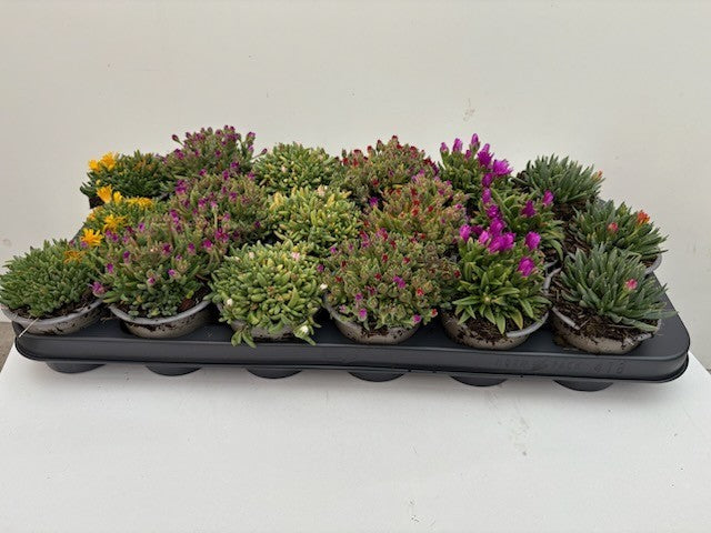 Delosperma cooperi 10cm 9cm Pot