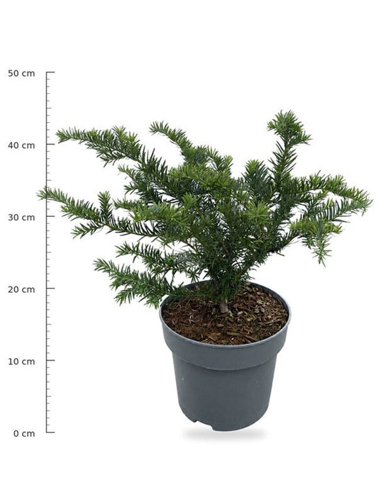 Taxus Repandens 50cm 23cm Pot