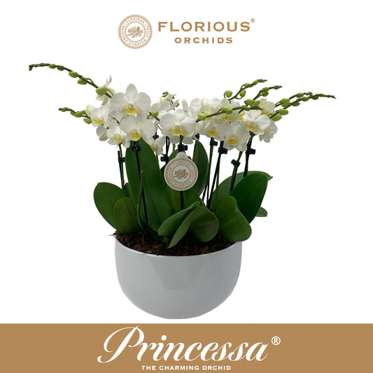 Phalaenopsis white 45cm 25cm Pot