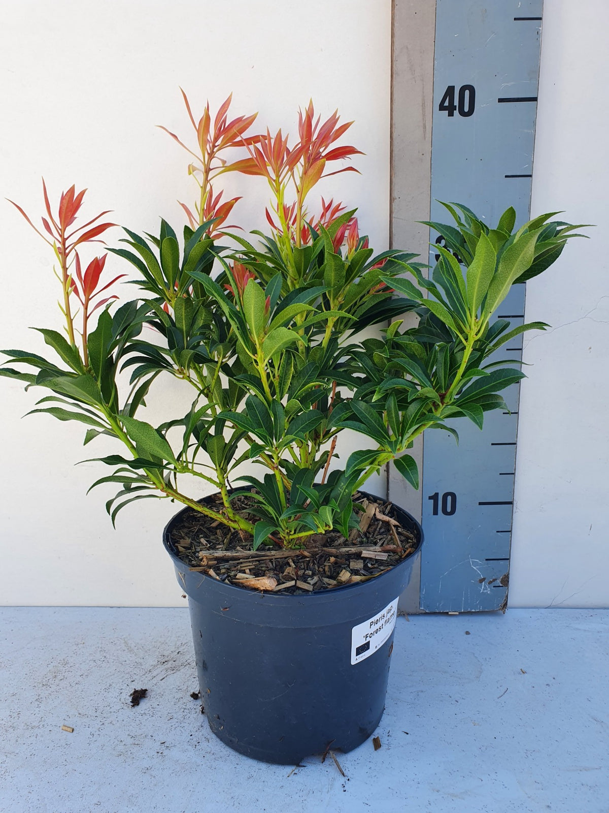 Roessel Tuinpl. VOF, B. v. Pieris japonica Forest Flame Pack of 6