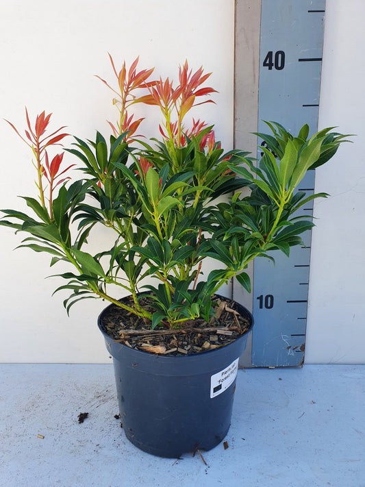 Roessel Tuinpl. VOF, B. v. Pieris japonica Forest Flame Pack of 6