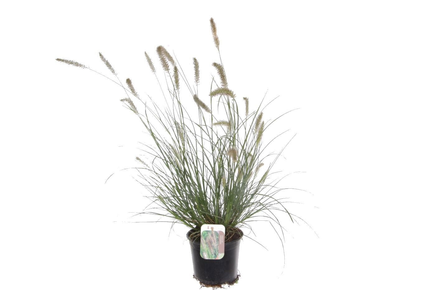 Noordpoel BV, Kw. de Pennisetum Hameln Pack of 6