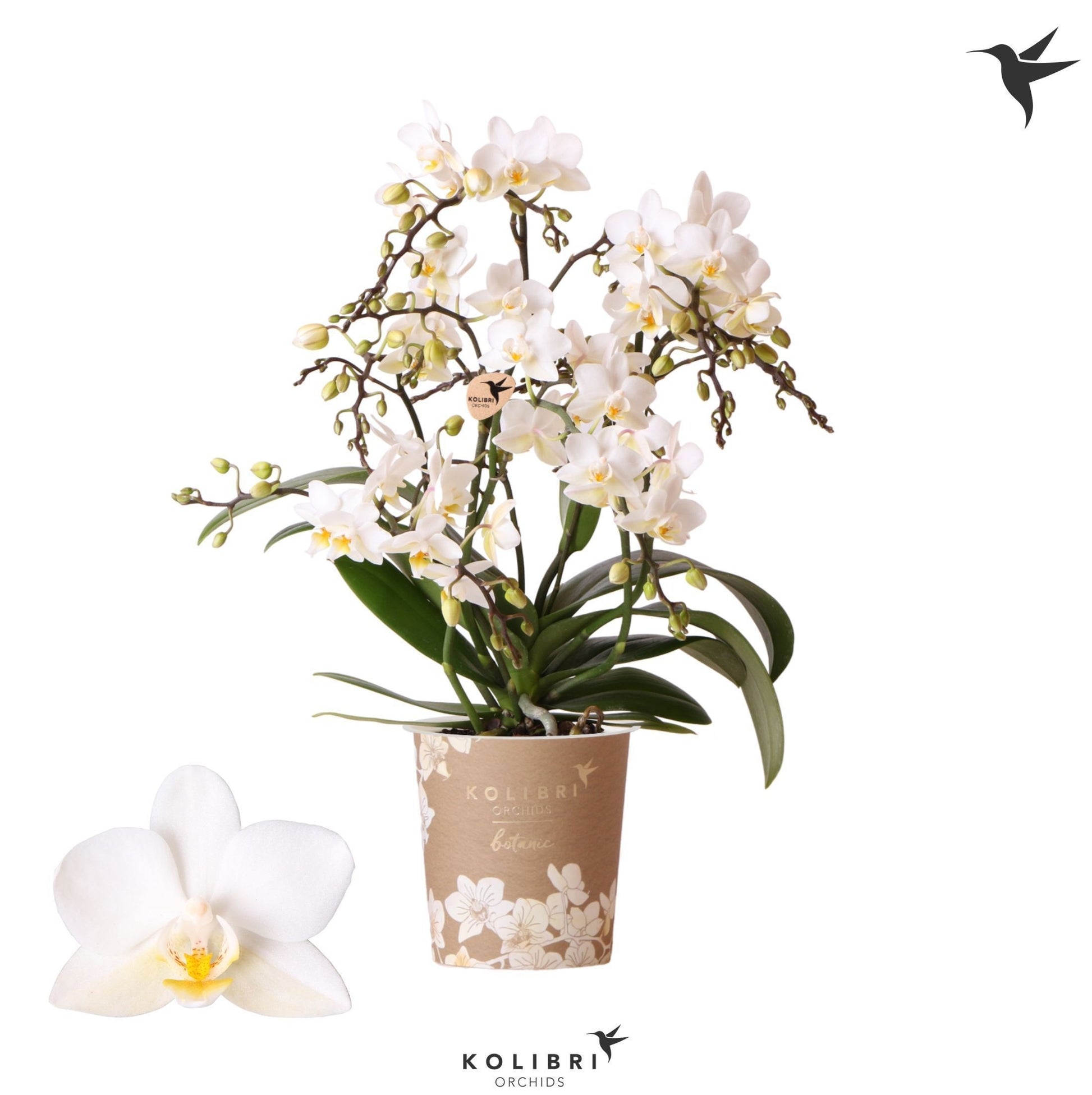 OK Plant Phalaenopsis mf. Botanic Pack of 12