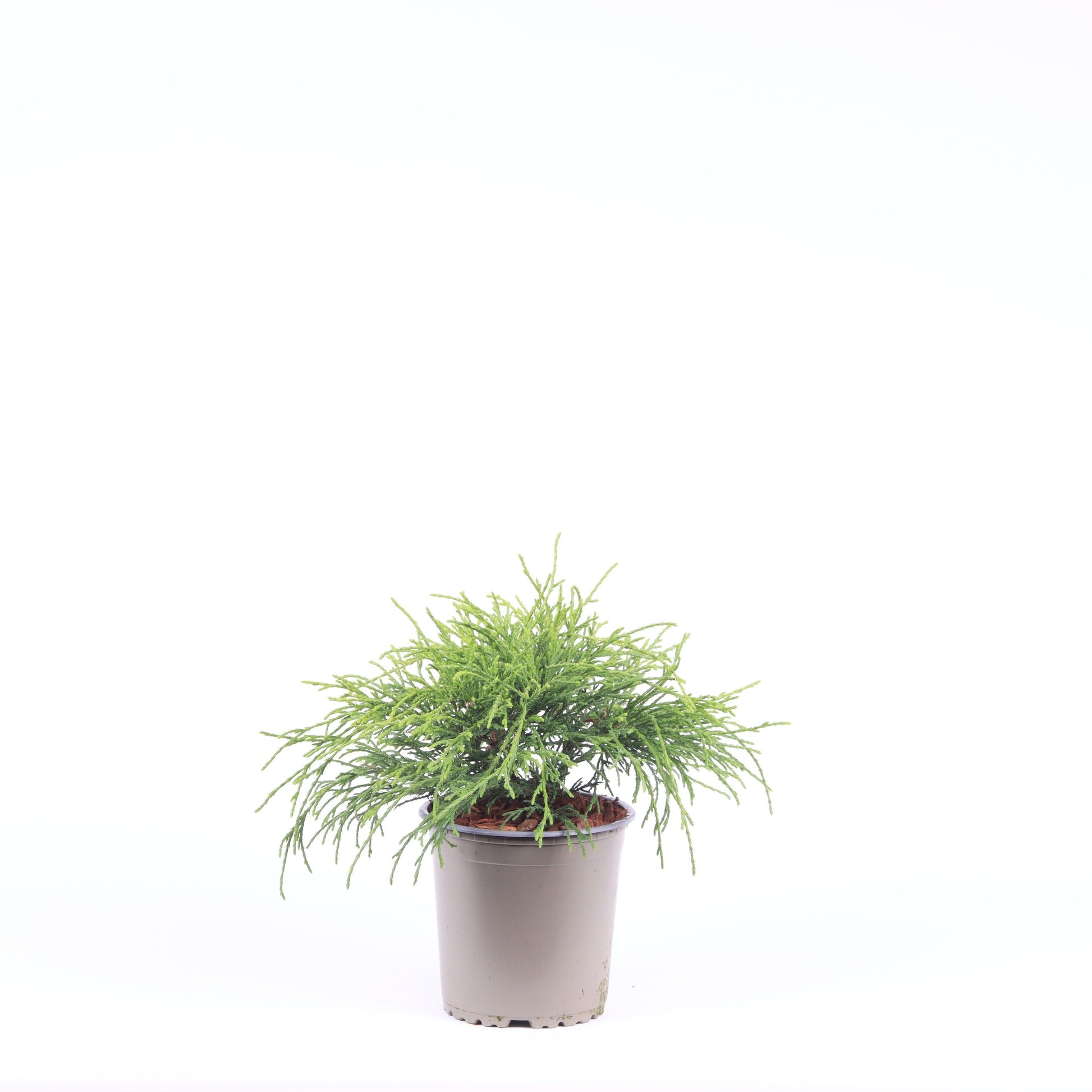 Chamaecyparis Sungold 25cm 13cm Pot