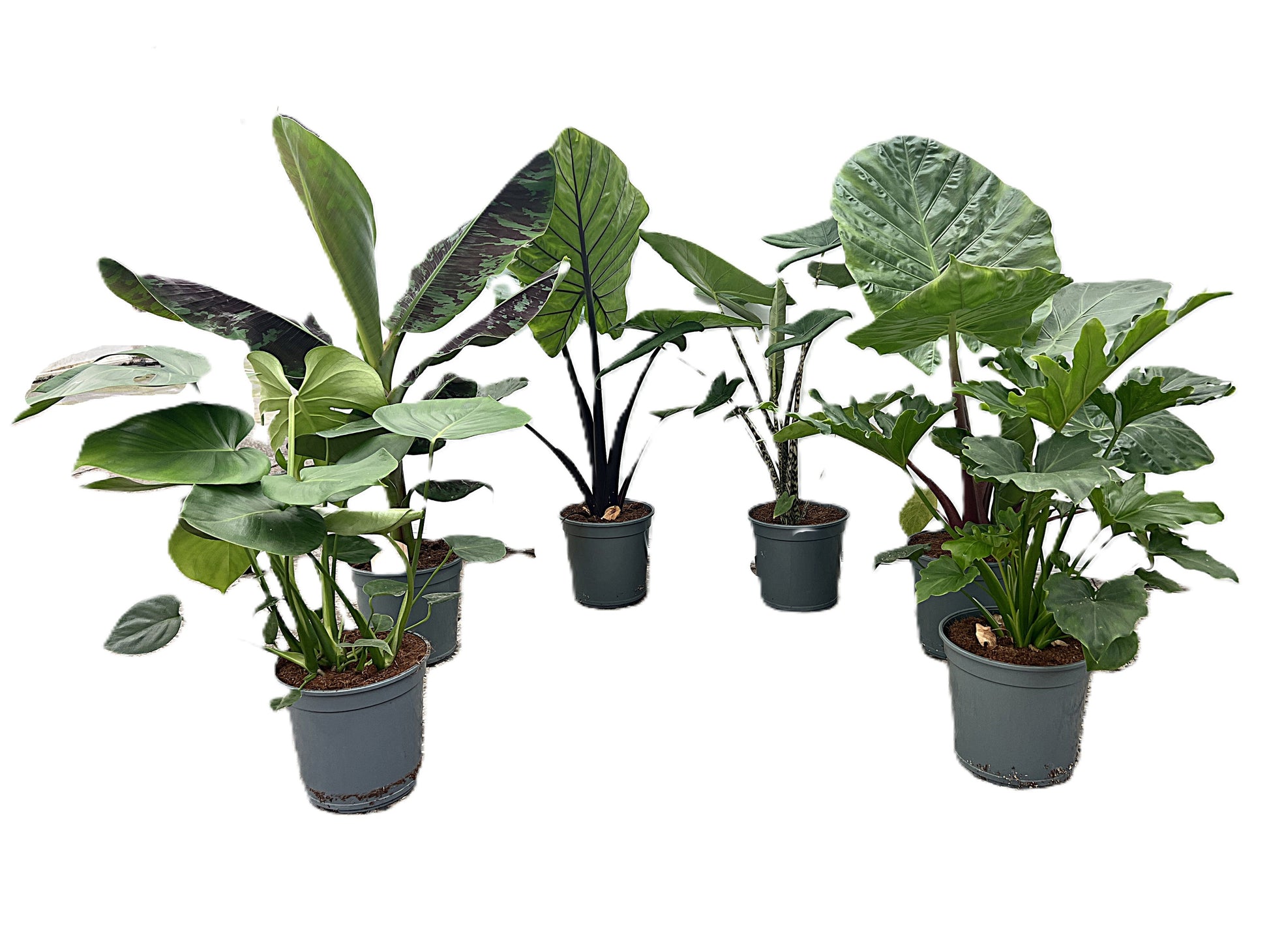 GreenDreamz Foliage houseplants mix Pack of 1