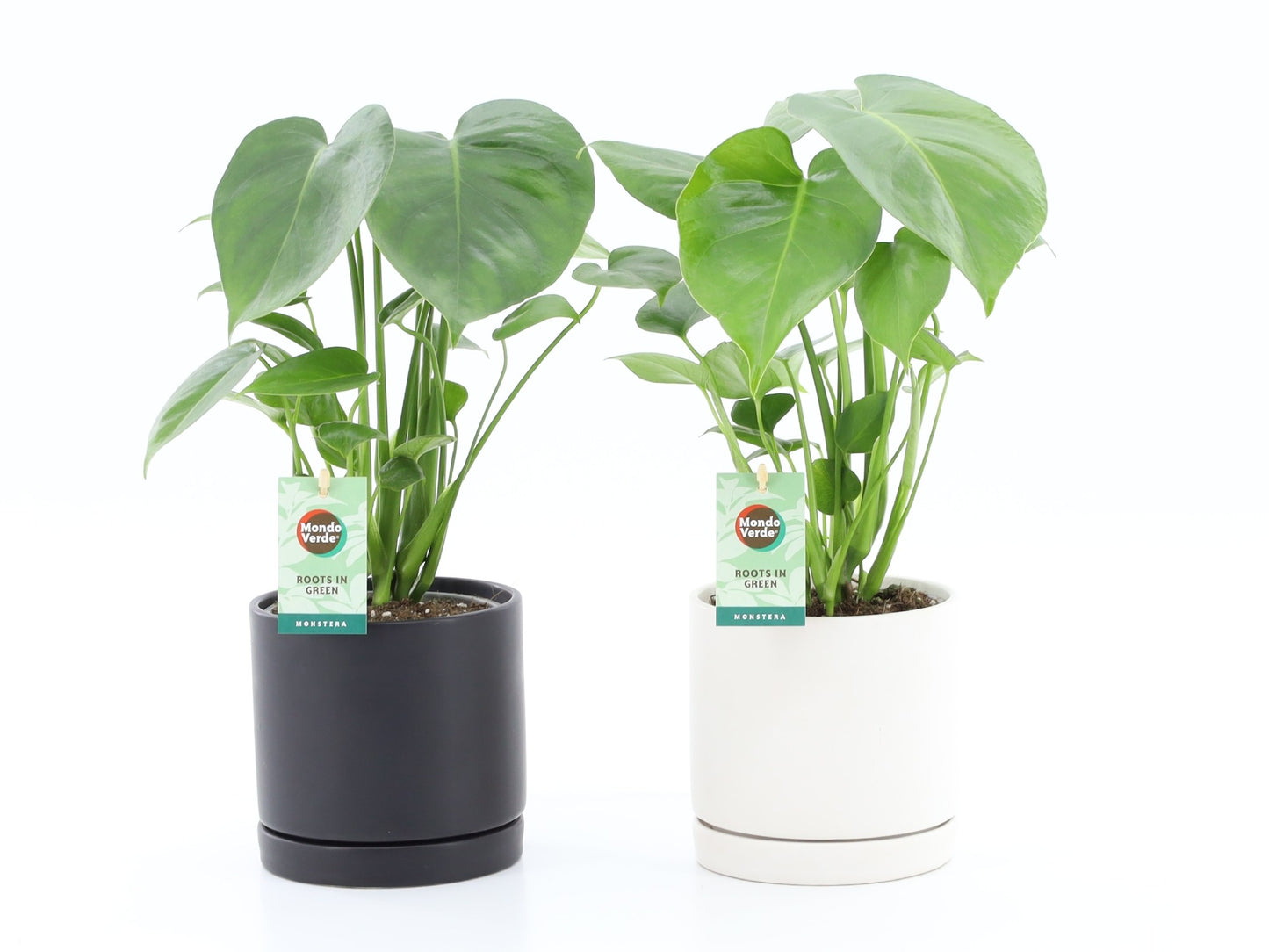 Monstera deliciosa 40cm 13cm Pot