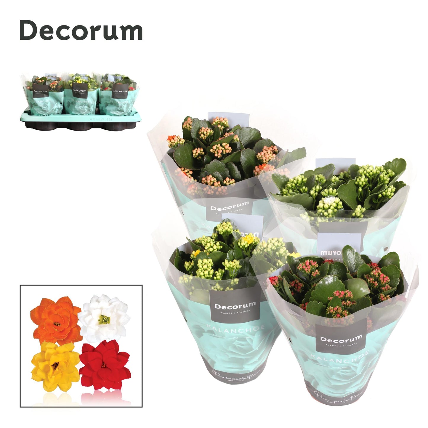 Kalanchoe mix Decorum 26cm 15cm Pot