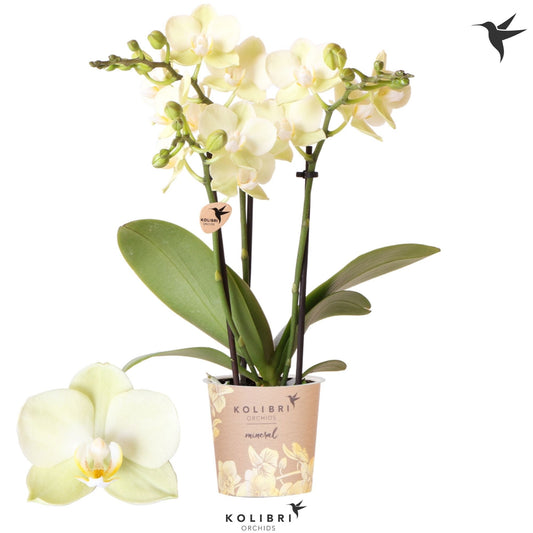 Phalaenopsis mf. Mexico 40cm 9cm Pot