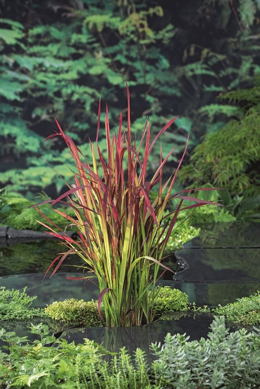 Waterplkw R. Moerings Imperata Red Baron Pack of 6