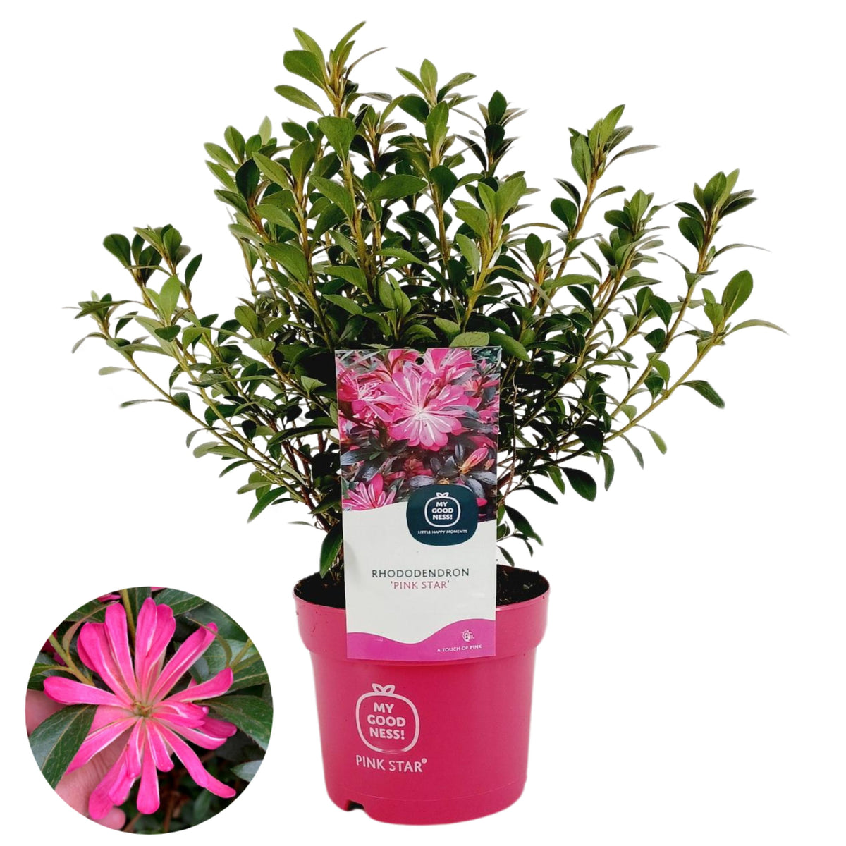 Rhododendron japonicum 25cm 17cm Pot