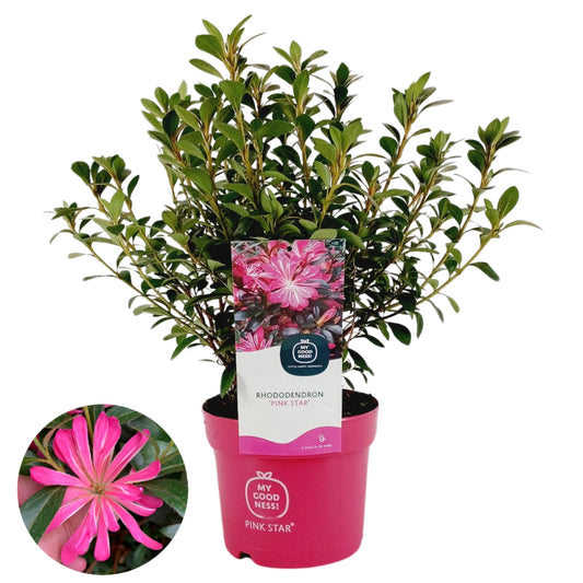 Rhododendron japonicum 25cm 17cm Pot