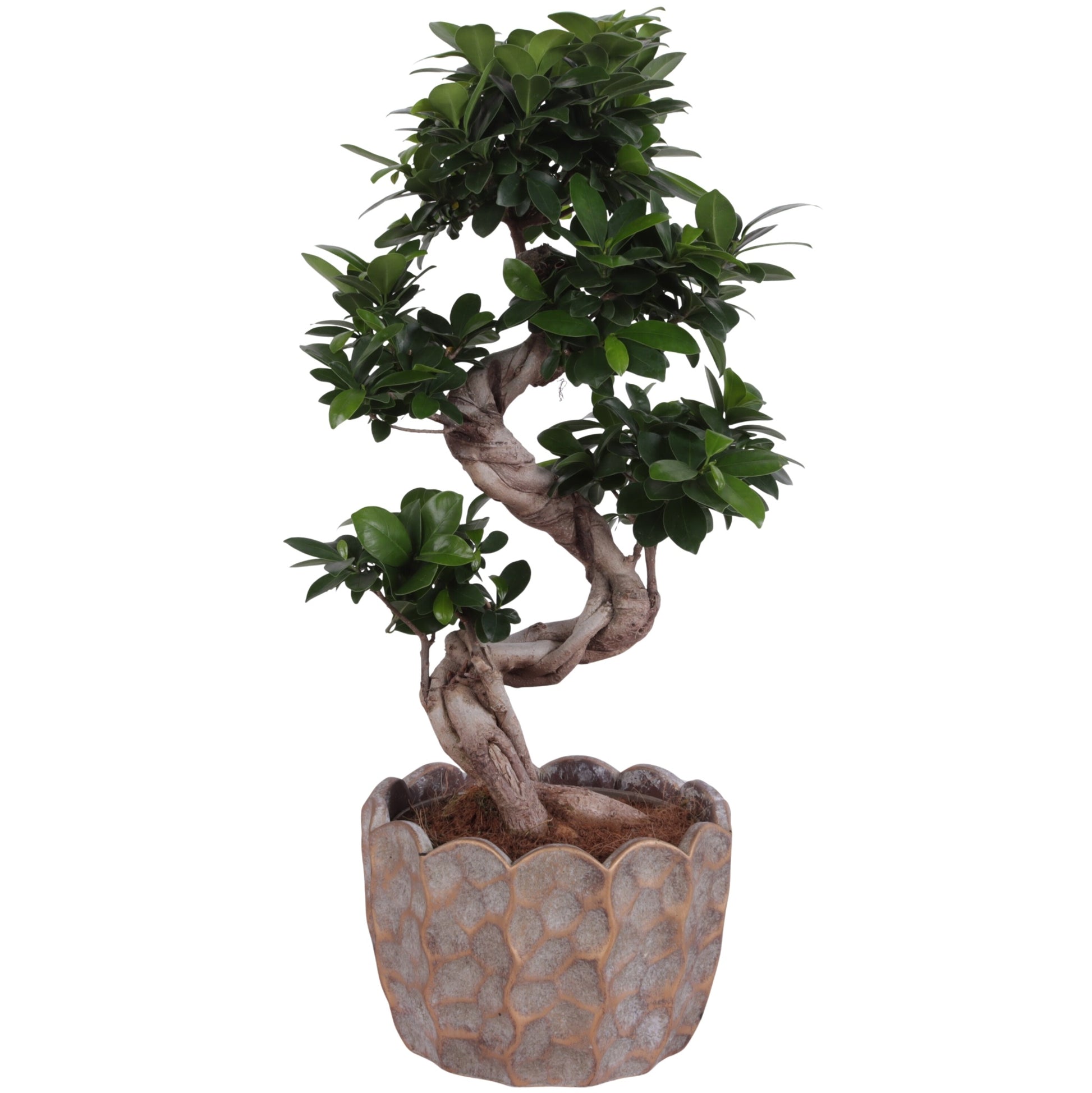 Ficus Ginseng 55cm 24cm Pot