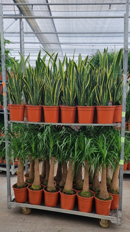 foliage-houseplants-mix-75cm-21cm-pot