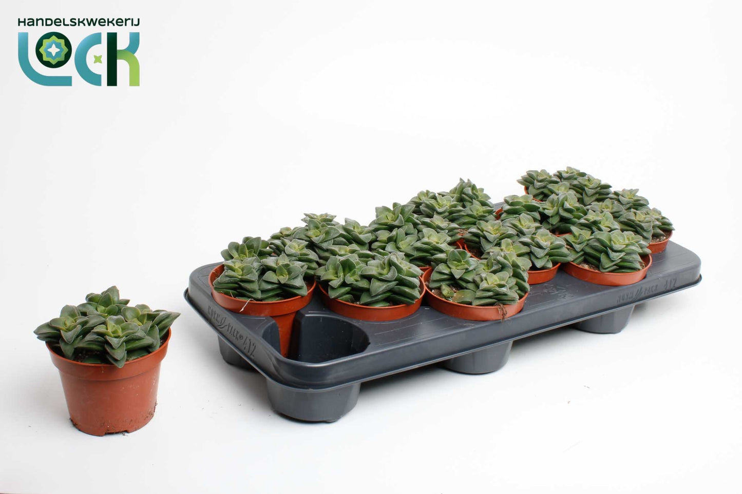 Crassula Spring Time 15cm 10.5cm Pot