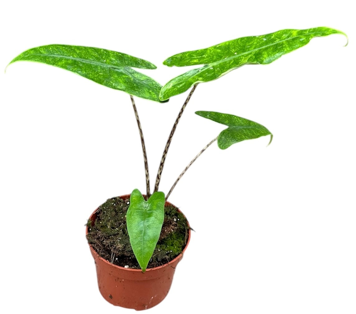 Alocasia amazonica 15cm 10.5cm Pot