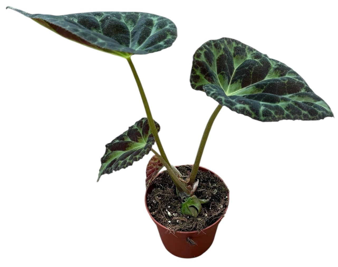 Begonia Cottage Bright Red 12cm 8cm Pot