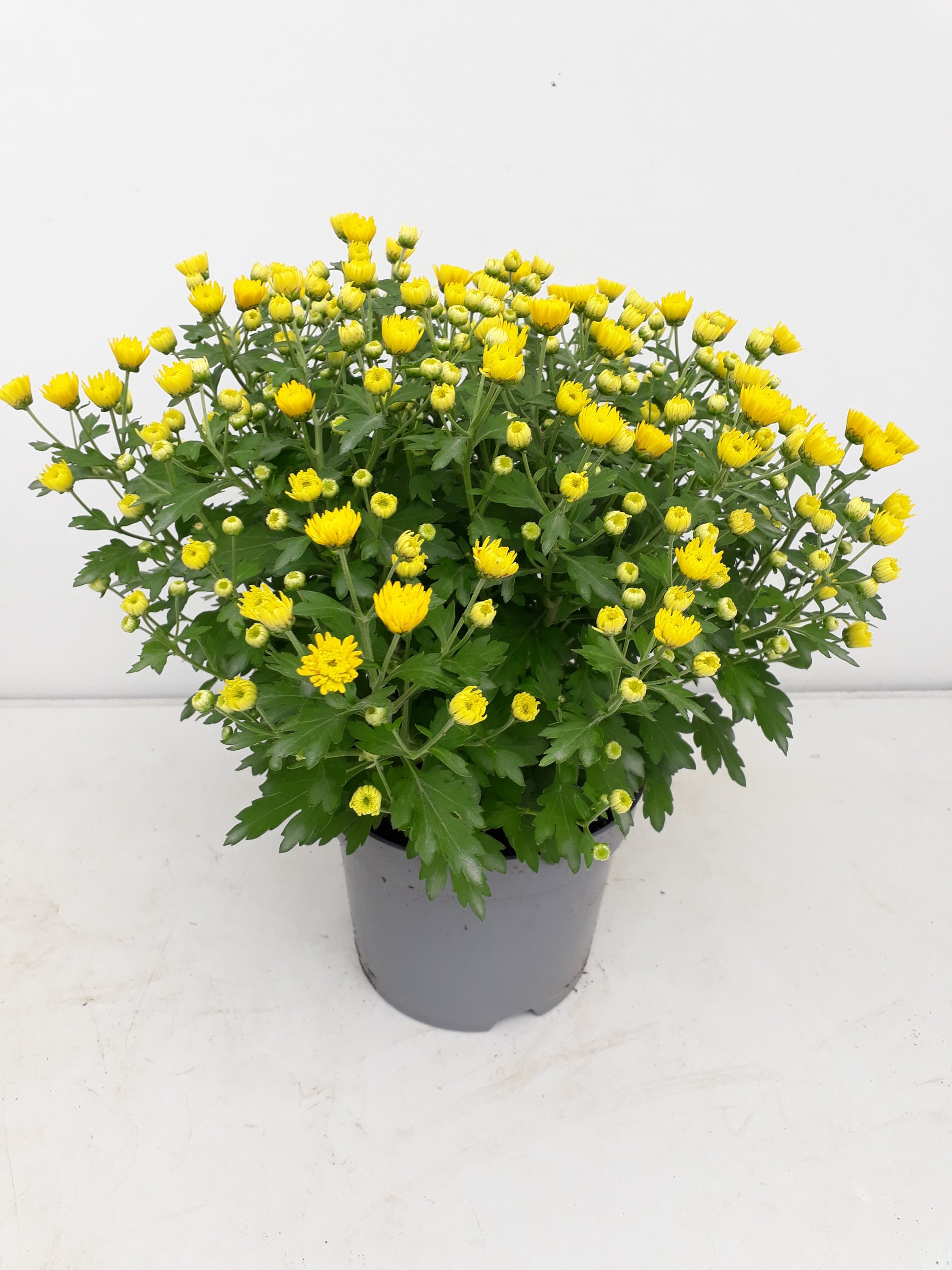Chrysanthemum Soul Sister Yellow 25cm 14cm Pot