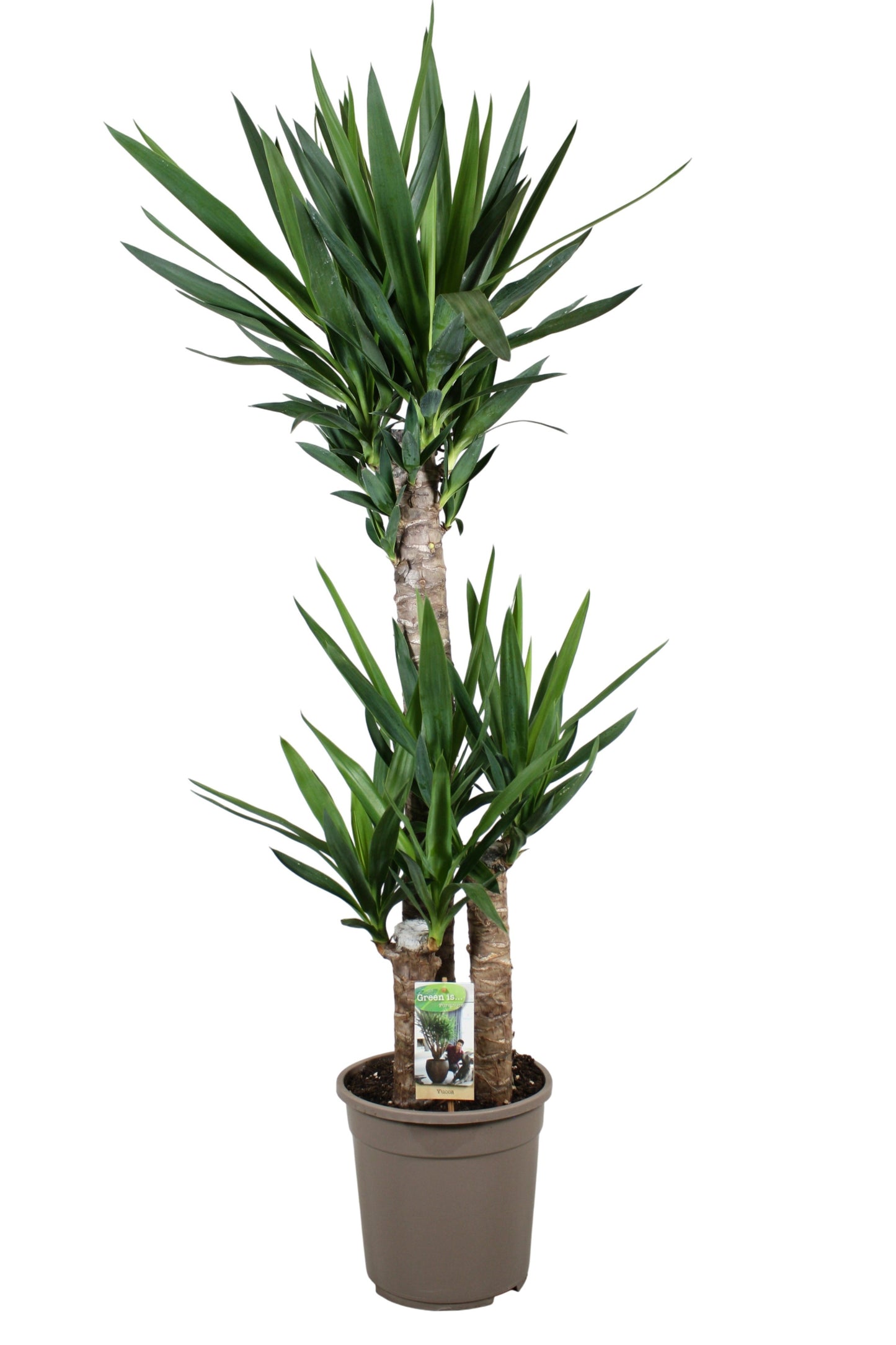 Vireo-Hedera plant BV Yucca elephantipes Pack of 1