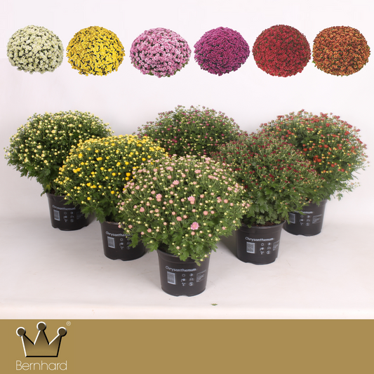 Chrysanthemum Jasoda mix 45cm 19cm Pot