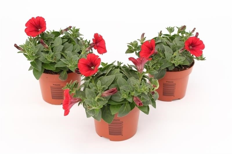 Petunia red 15cm 510cm Pot