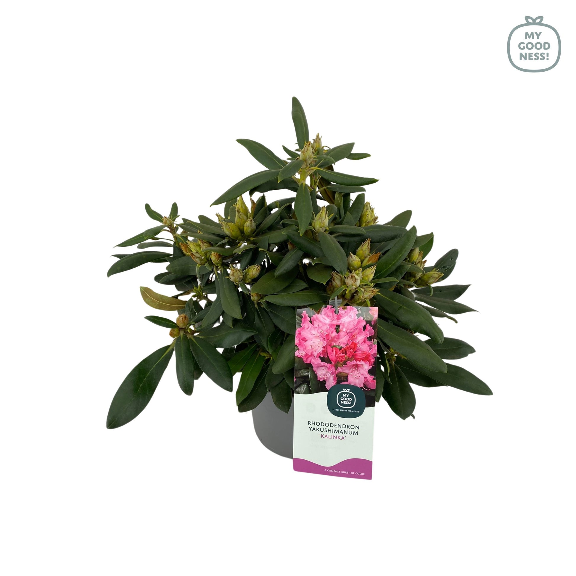 Leybaert BVBA Rhododendron Kalinka Pack of 1