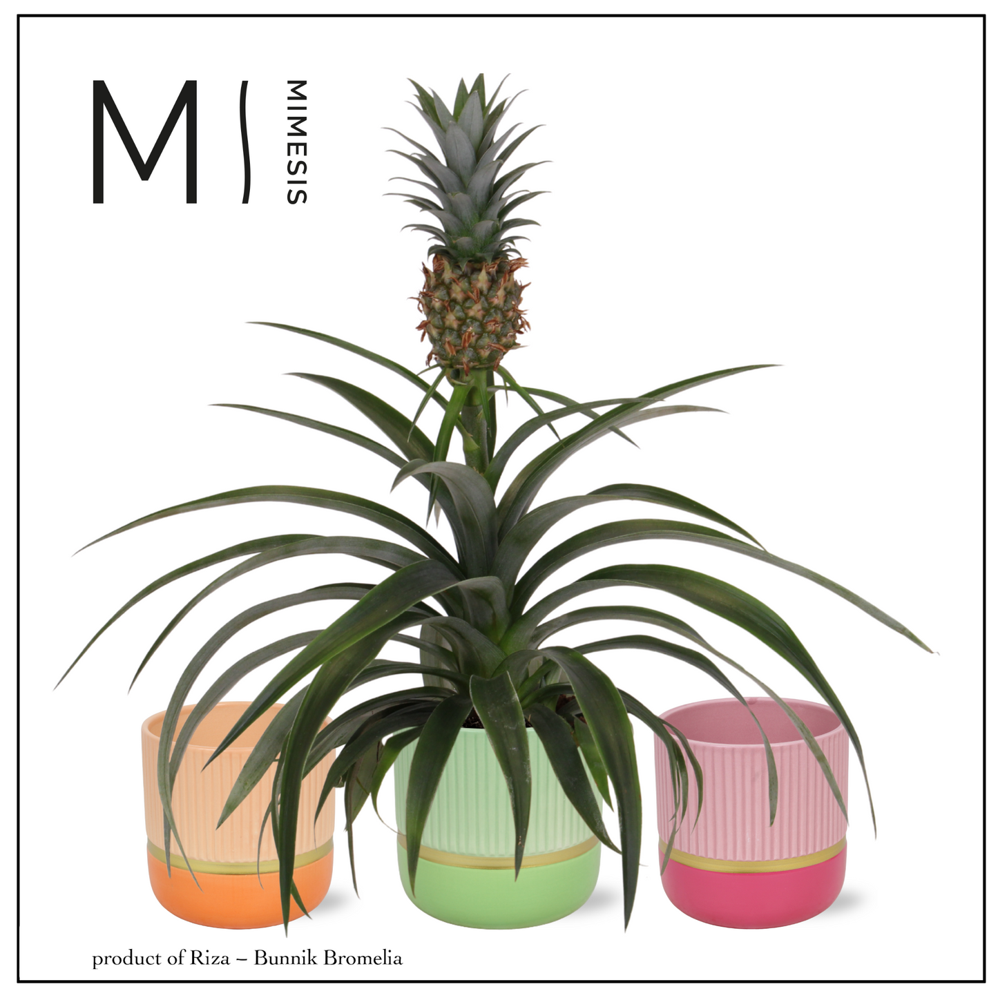 Riza Bromelia Specialist Ananas Mi Amigo Pack of 5