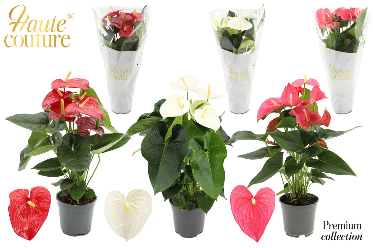 Anthurium mix 60cm 17cm Pot