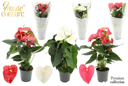 Anthurium mix 60cm 17cm Pot