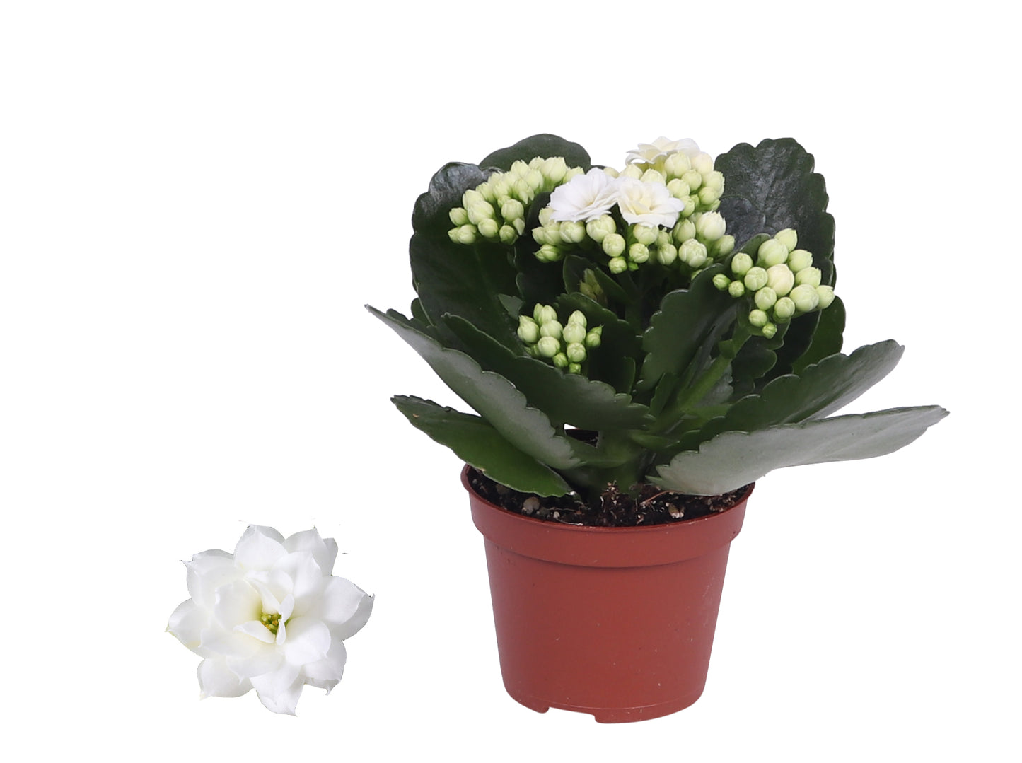 Kalanchoe Rosalina Don Dione 12cm 6cm Pot