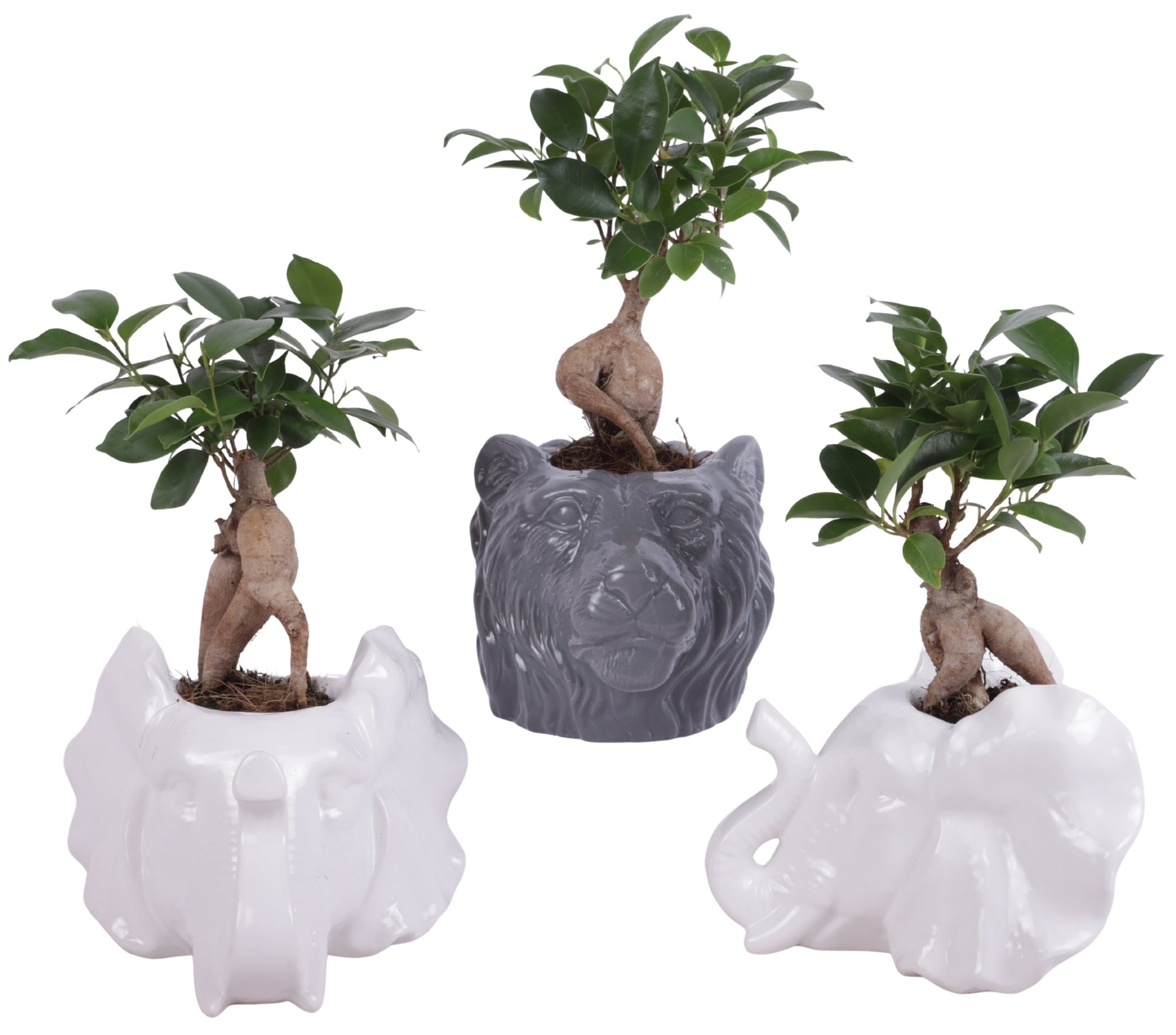 Ficus Ginseng 25cm 16cm Pot