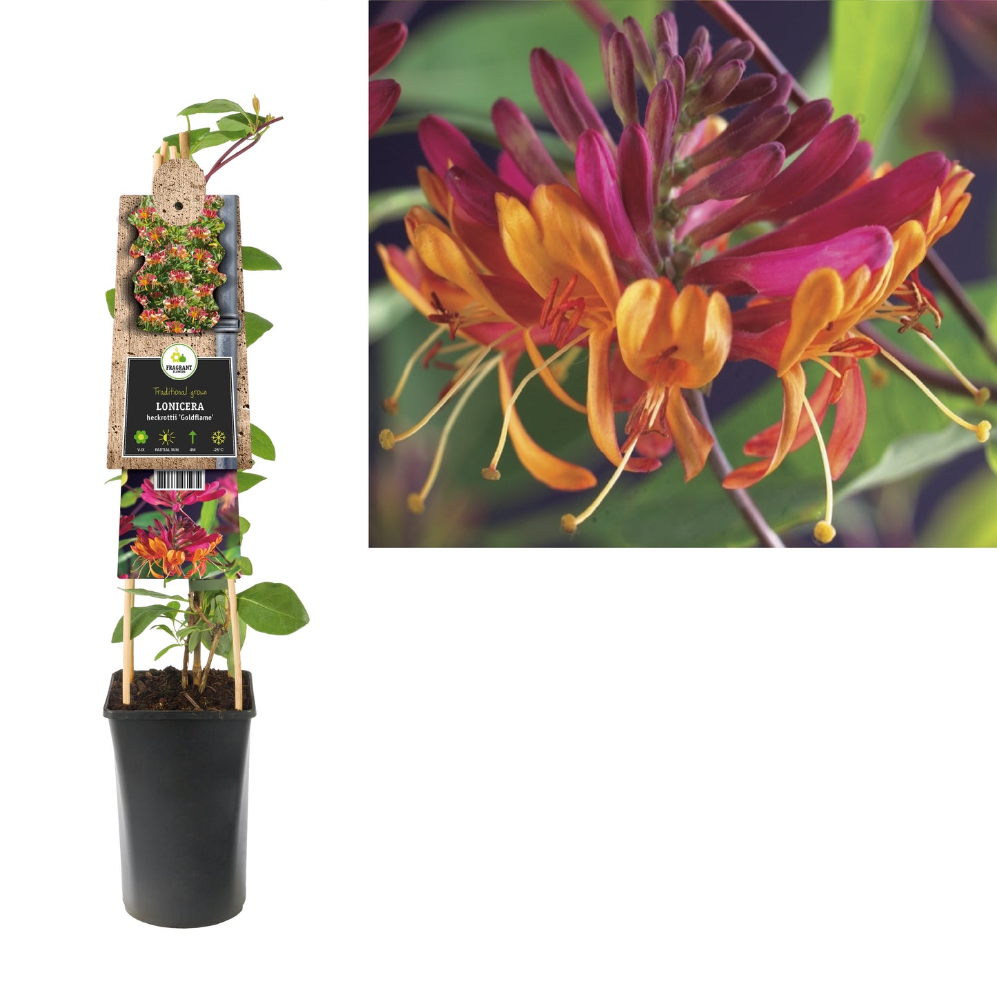 Lonicera Goldflame 75cm 17cm Pot