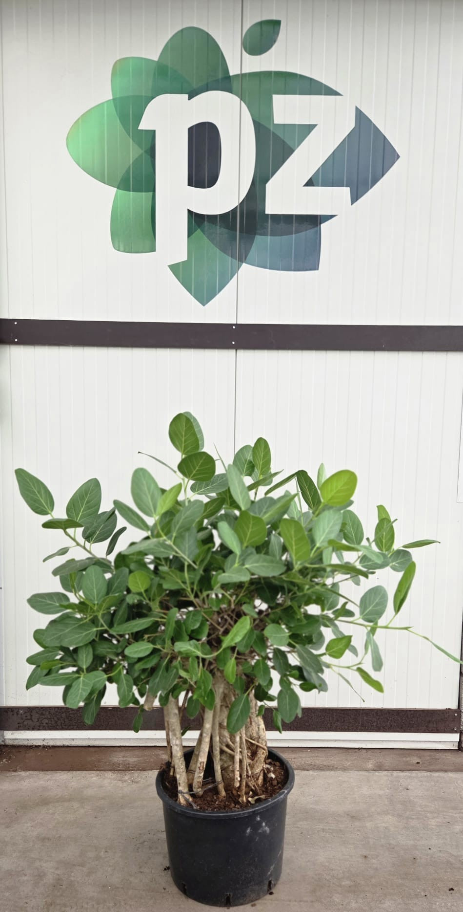 Ficus bengh. Audrey 130cm 40cm Pot