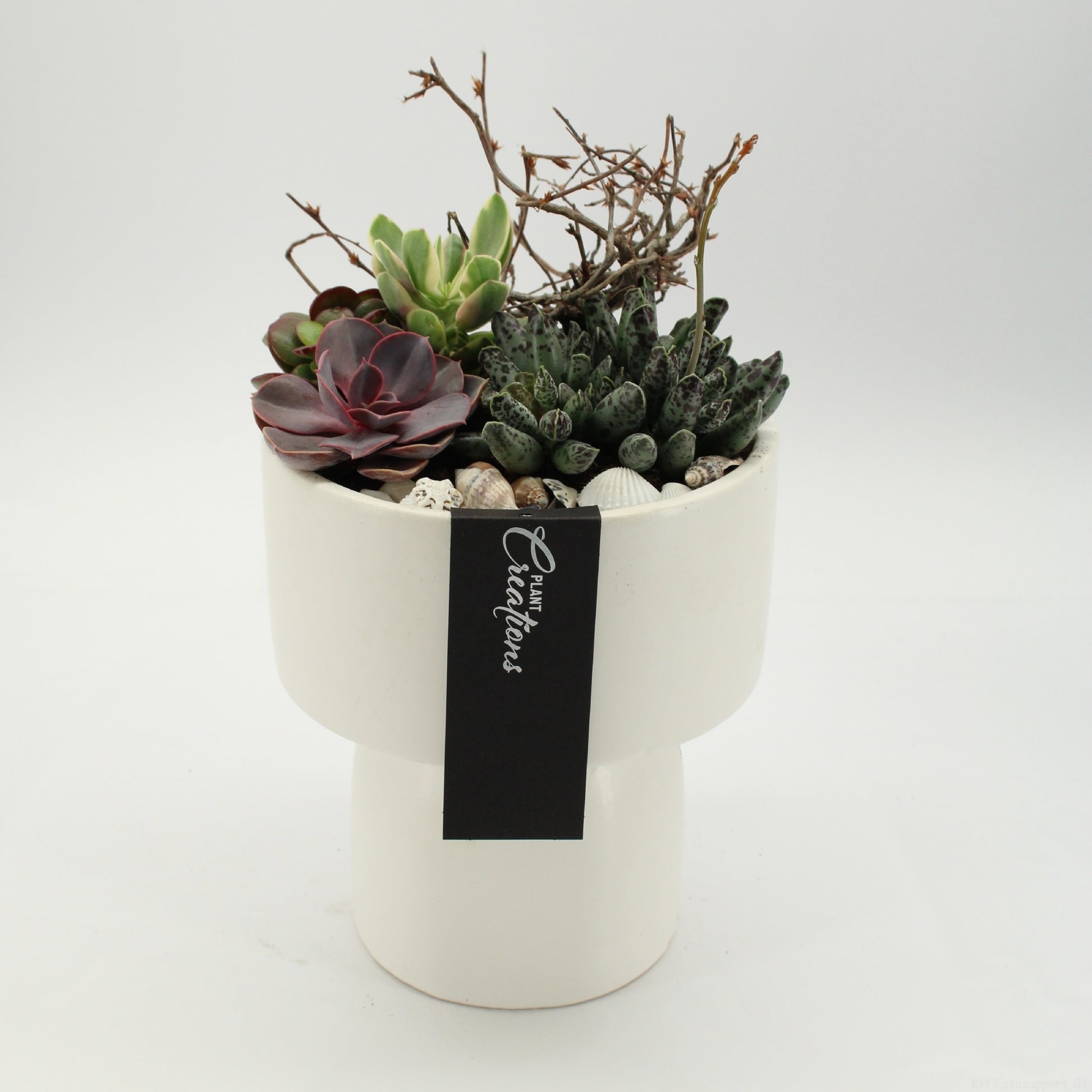 Indoor green arrangement 30cm 16cm Pot