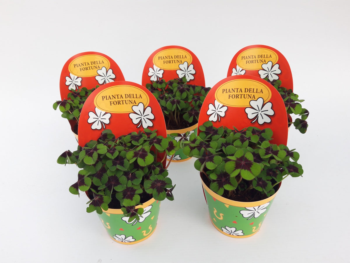 Oxalis deppei 17cm 9cm Pot