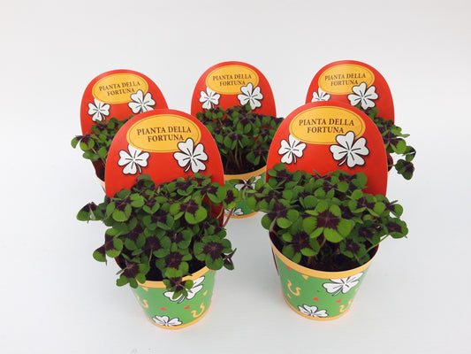 Oxalis deppei 17cm 9cm Pot